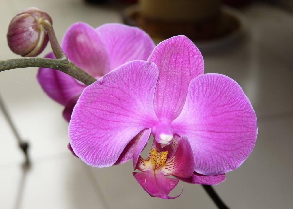 四种漂亮的女人花,可以泡茶的花有哪些