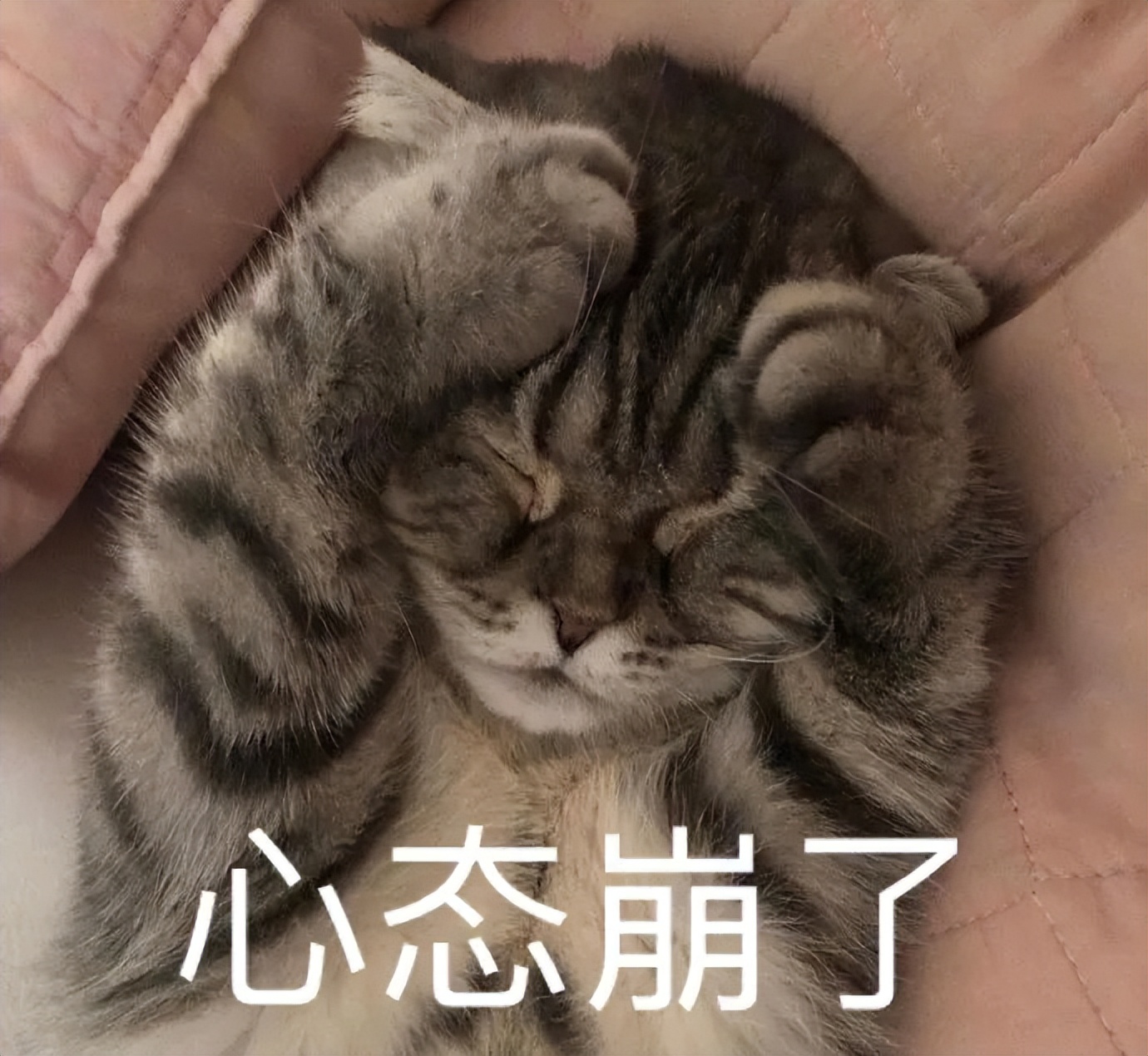 这5种东西会让猫咪害怕到发抖,猫咪最害怕的十种东西是什么
