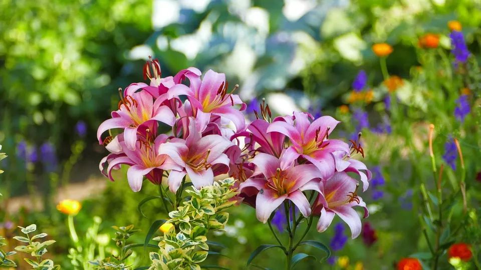 百合种类名称及图片及花语,可以入药的百合品种