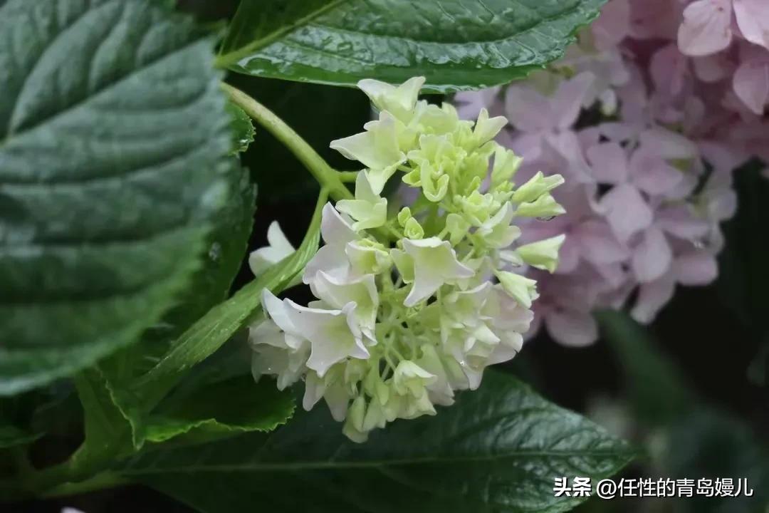 “正是红稀绿暗时，花如圆玉莹无疵”青岛嫚镜头下花花草草之绣球