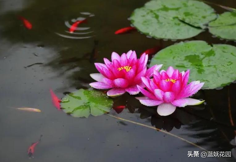 睡莲叶子发黄不开花怎么办,睡莲叶子发黄烂叶怎么办