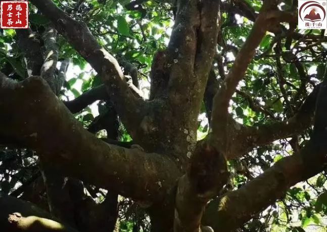 老海塘古树普洱茶特点,老海塘古树茶口感