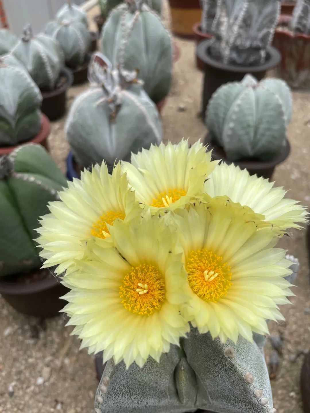 仙人掌花开的如此绚烂,仙人掌开花代表什么