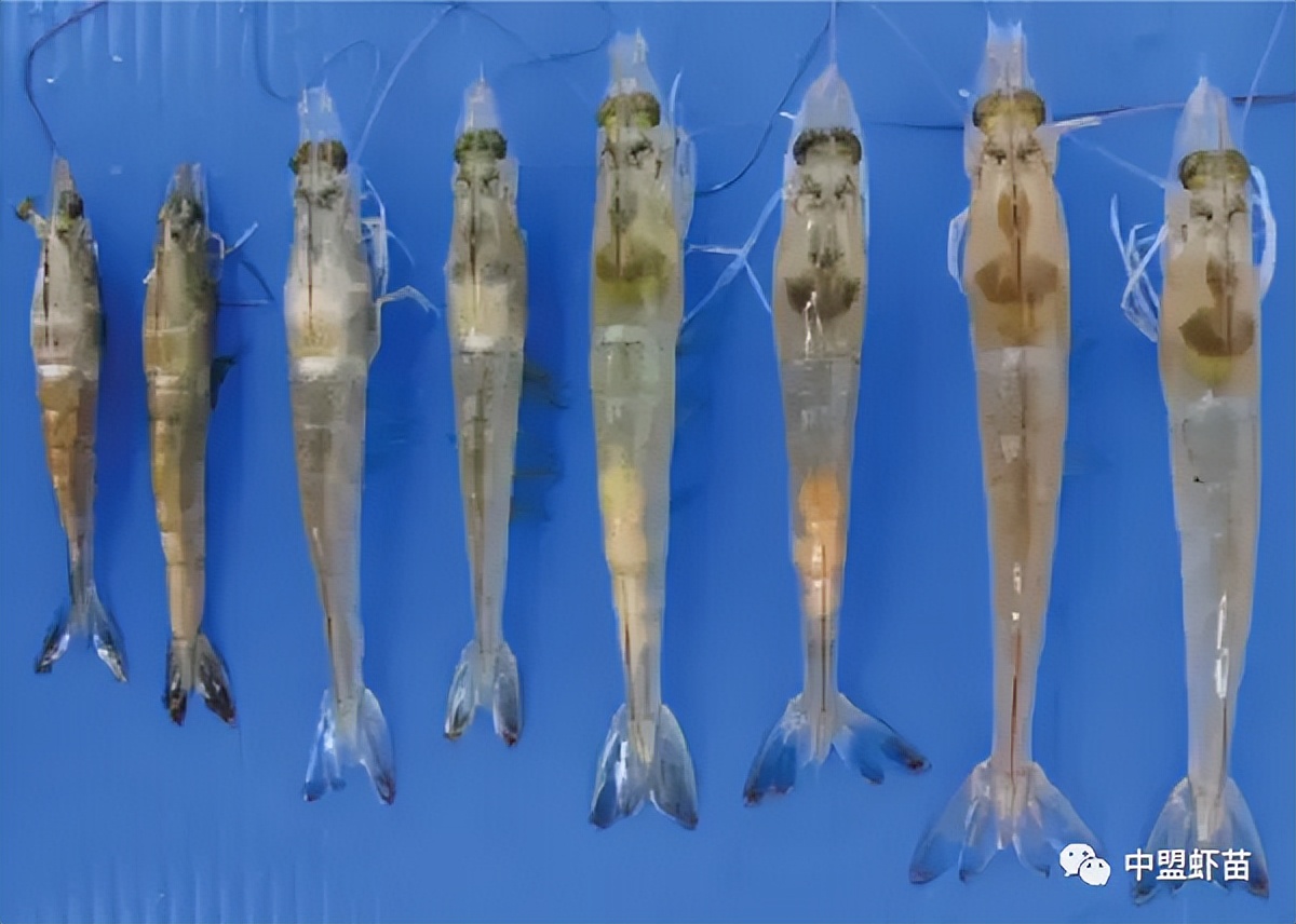 水产养殖中对虾的病害有哪些图片,养虾人必读对虾虾病判断的小技巧