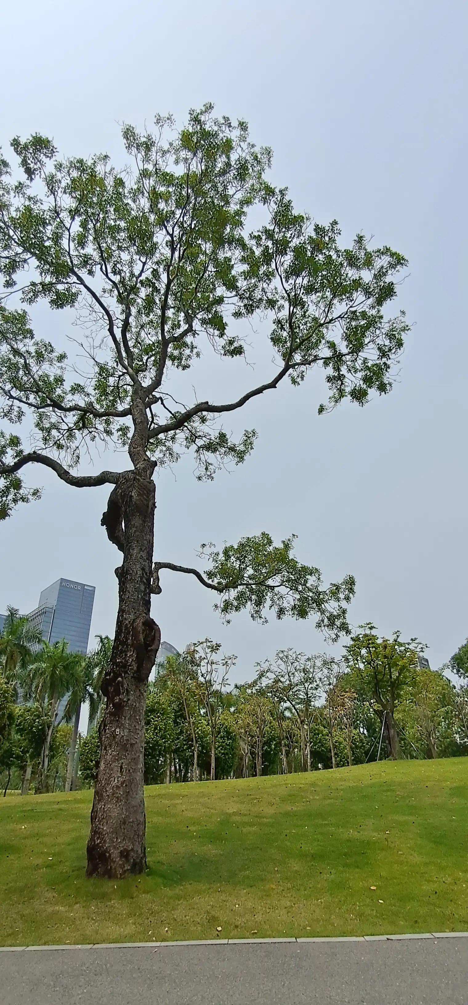 深圳荔枝公园相亲角,深圳福田荔枝公园路线