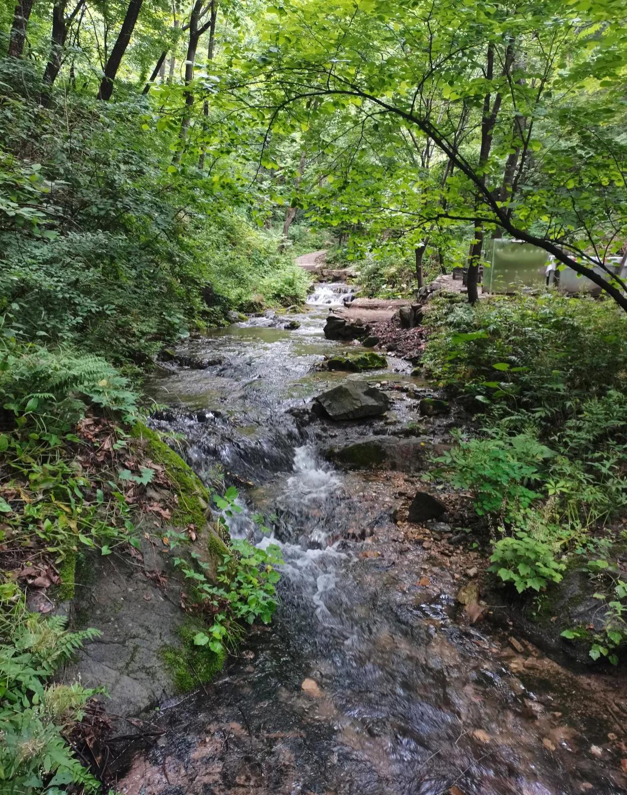 重渡沟音乐完整版,重渡沟菩提树