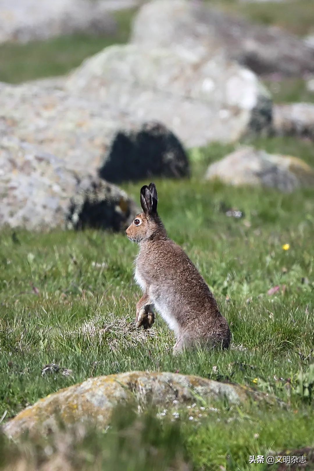 兔子来阳台,兔子来到新家