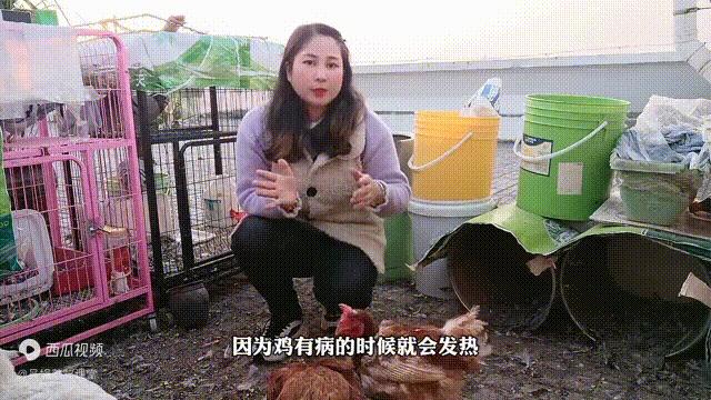 持续下雨散养鸡不进食生病怎么办,养鸡不消化吃什么药