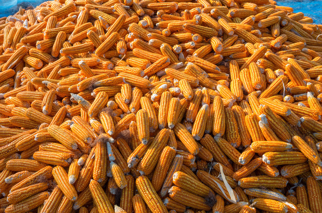 玉米行情会持续下跌吗,玉米大面积落价背后有何原因