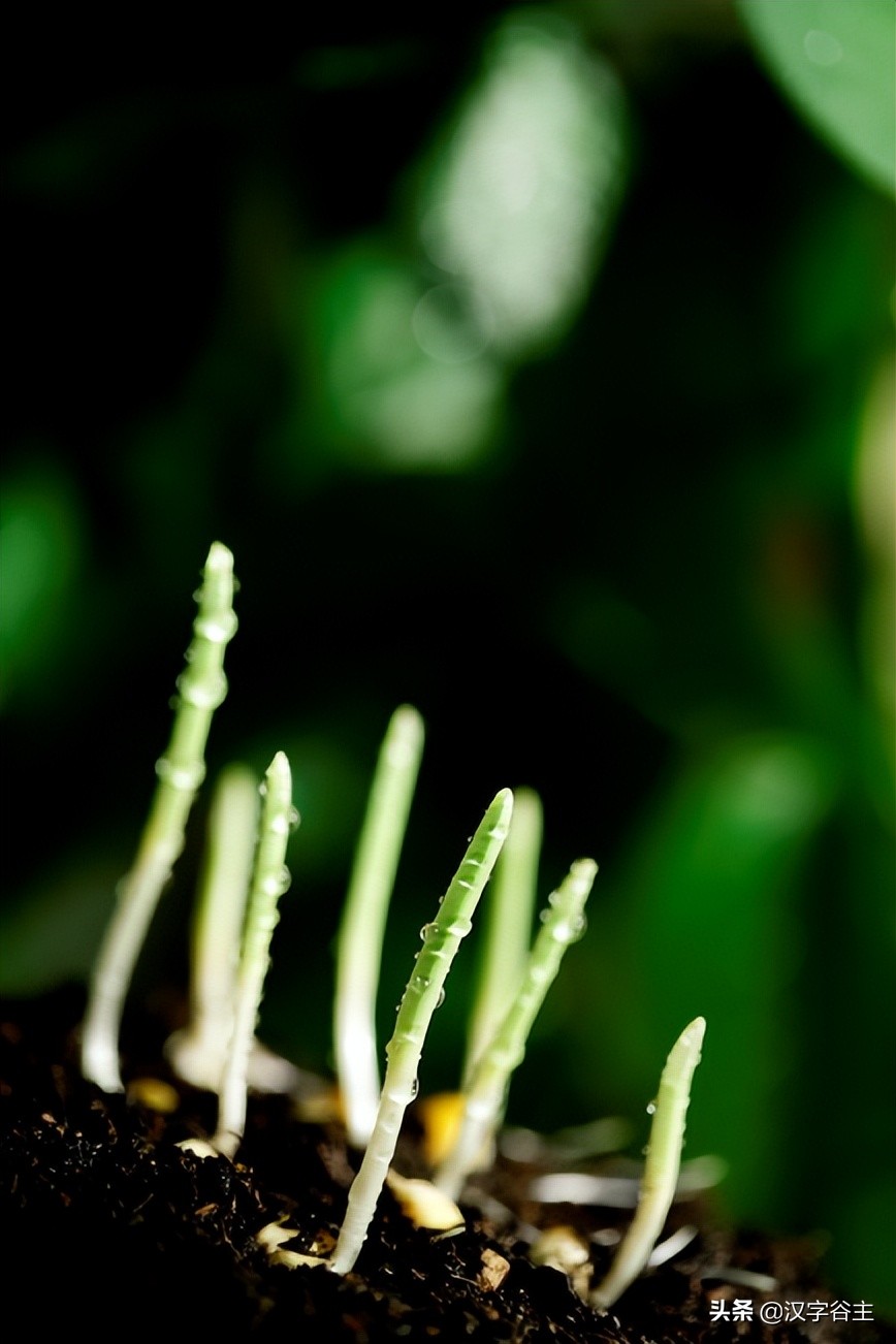 姹夊瓧妞嶇墿,鑽夋湪姹夊瓧