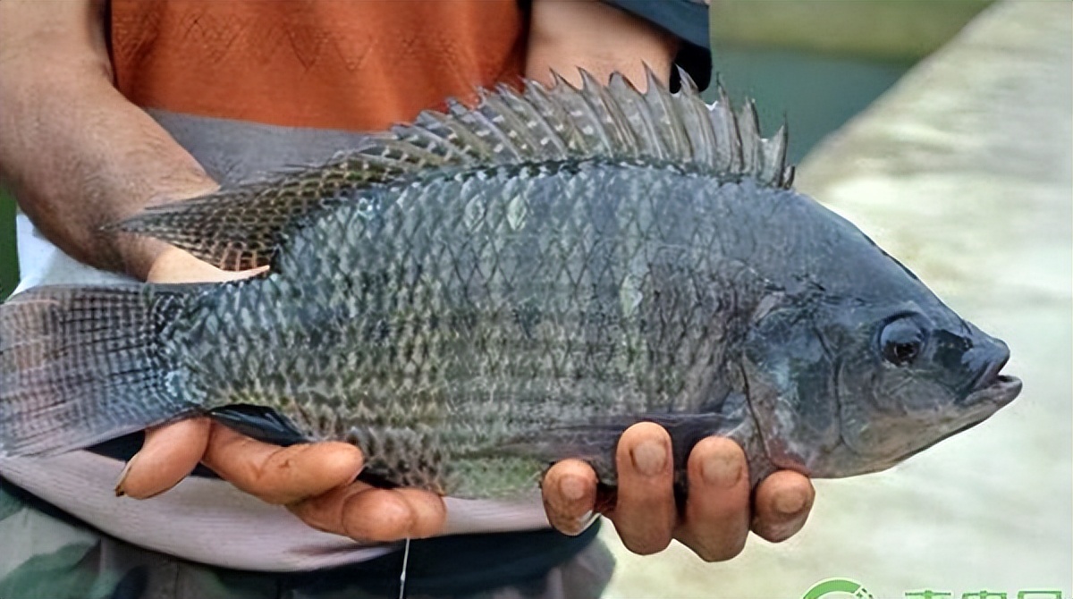 罗非鱼感染嗜水气单胞菌怎样治疗,罗非鱼病毒