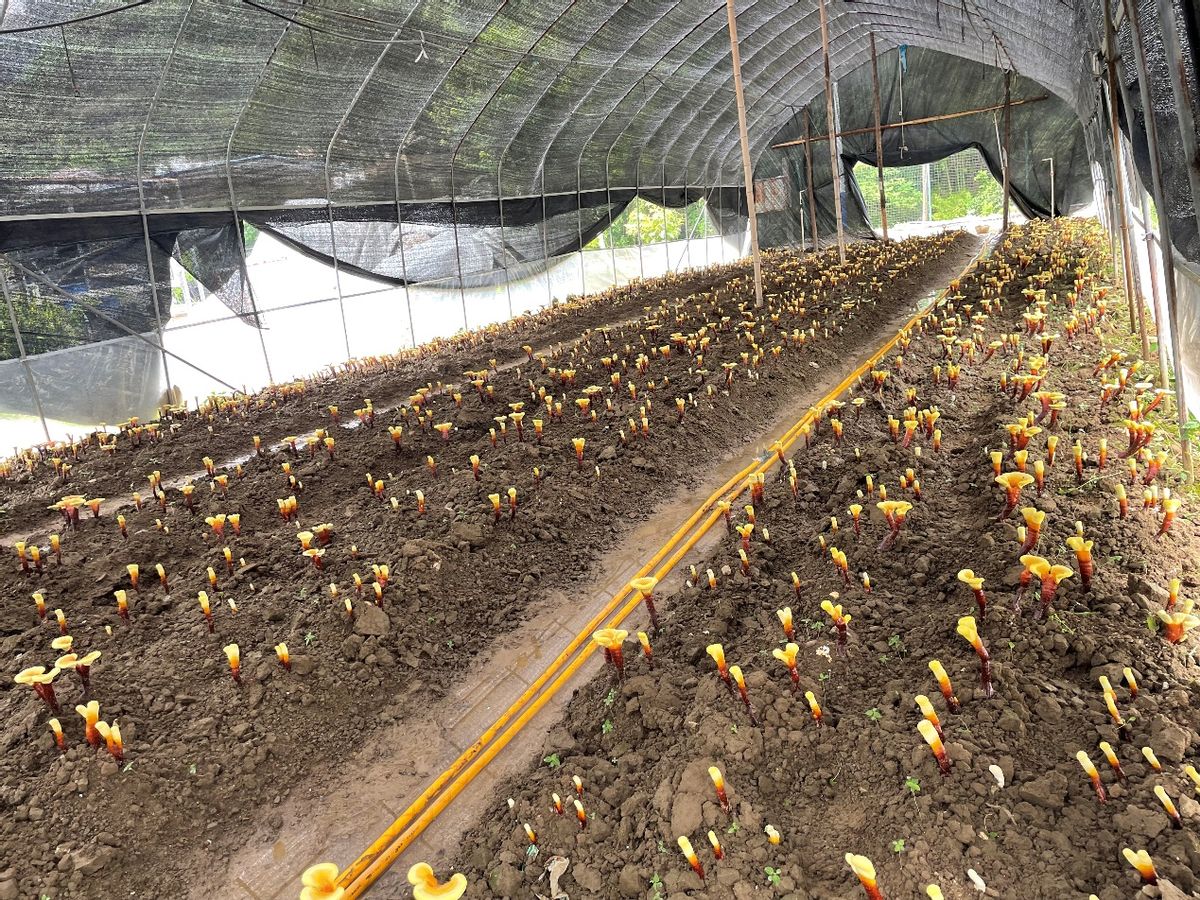 小灵芝撑开致富伞,致富门路种灵芝