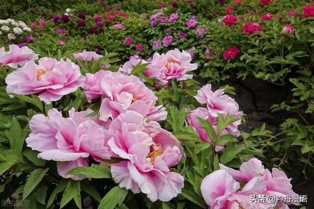 牡丹真国色花开时节动京城的意思,牡丹真国色花开时节动京城谁写的