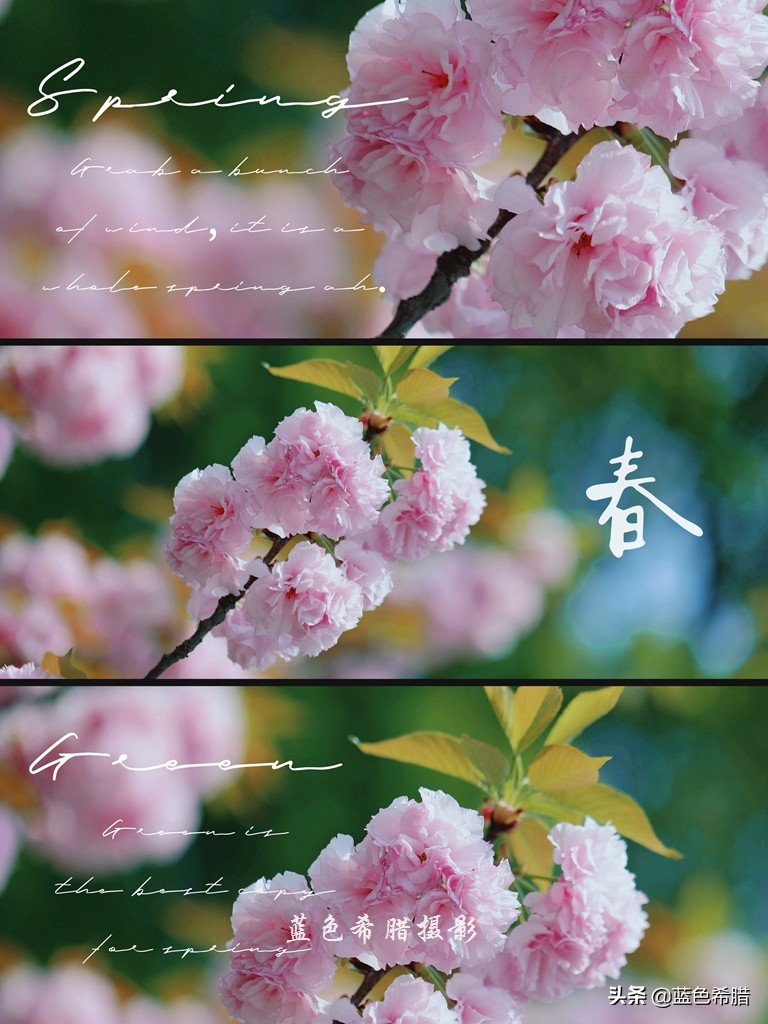 人间四月天桃红柳绿雪纷飞,人间四月天花红草绿