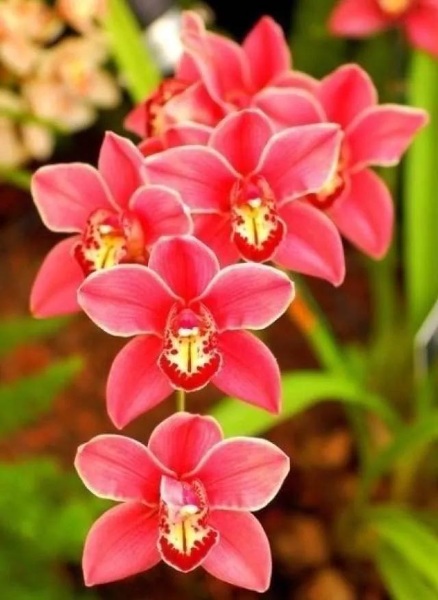 最美的100种兰花图片,欣赏一下最美的兰花