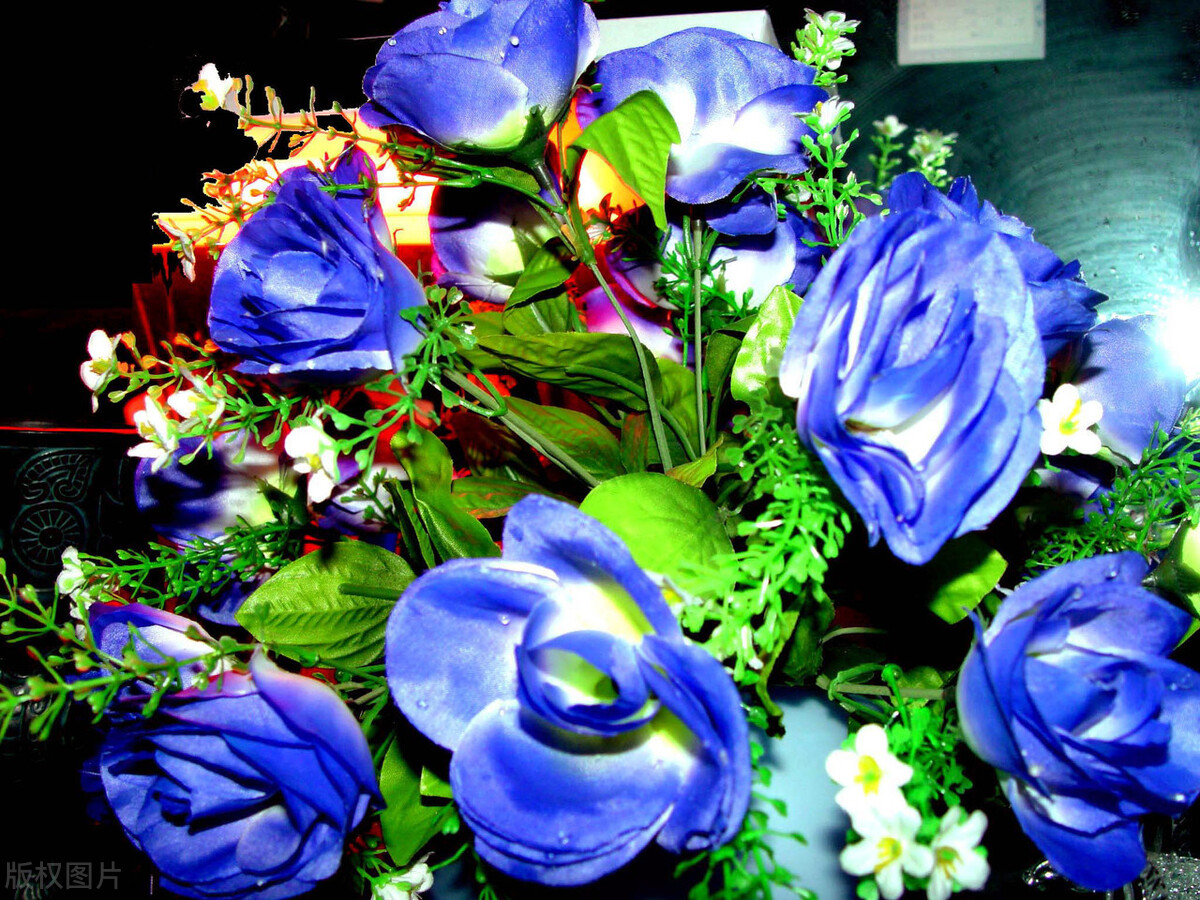 图片蓝色妖姬,蓝色妖姬图片q版