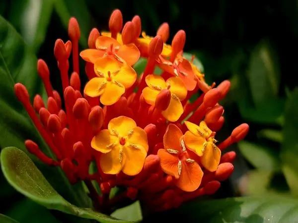 春夏之交，越来越多的花含苞欲放，这一百种娇媚蓓蕾真是美不胜收