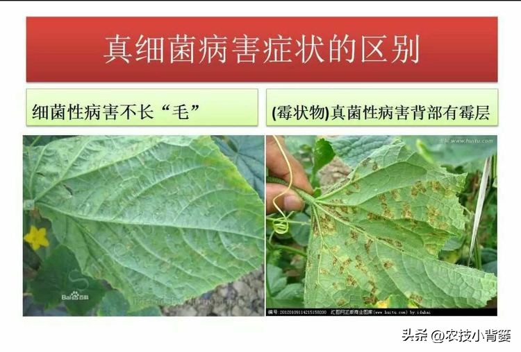 一招教你辨别真菌性病害,作物细菌真菌病毒轻松辨别