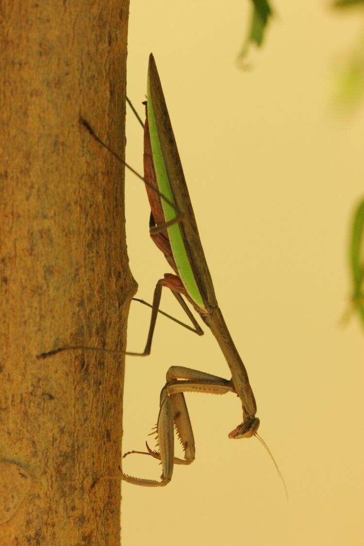 世界上最残酷的动物捕食,世界上最凶残的昆虫有哪些