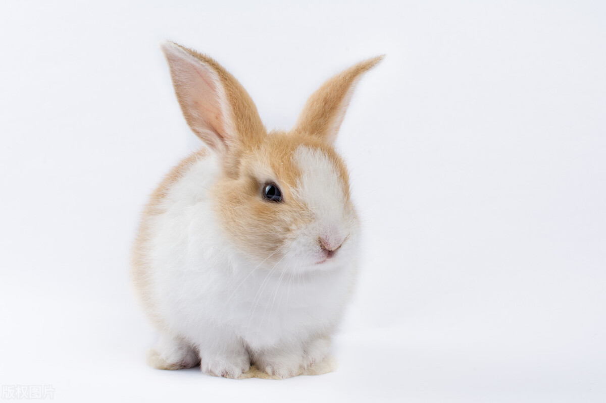 介绍兔子的英文短语不少于五句,和兔子有关的英语短句
