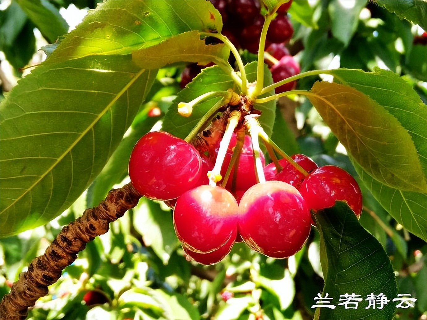 澳洲·墨尔本：到酒庄免费品酒，付5澳元到樱桃园吃到撑