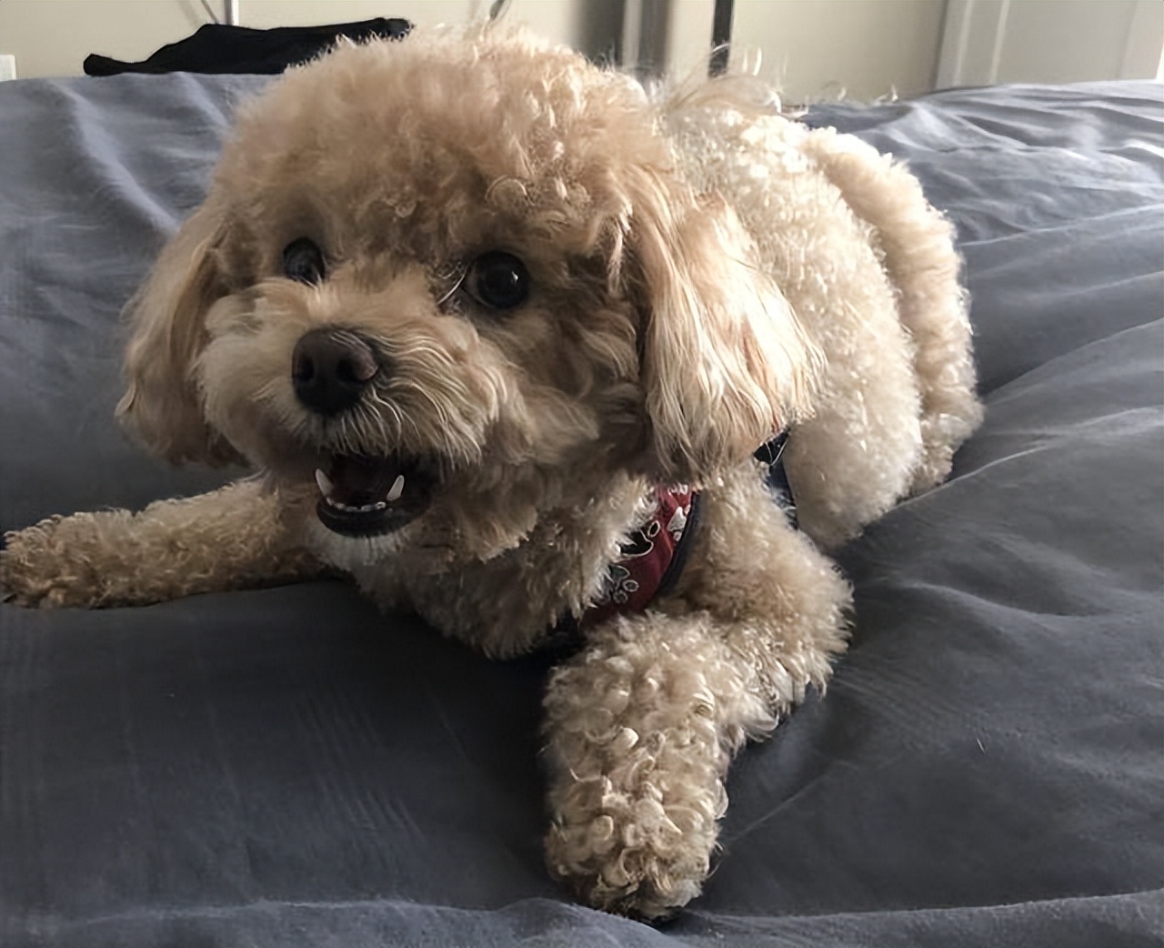 千万别对狗狗做这样的事,不要对狗狗做的14件事