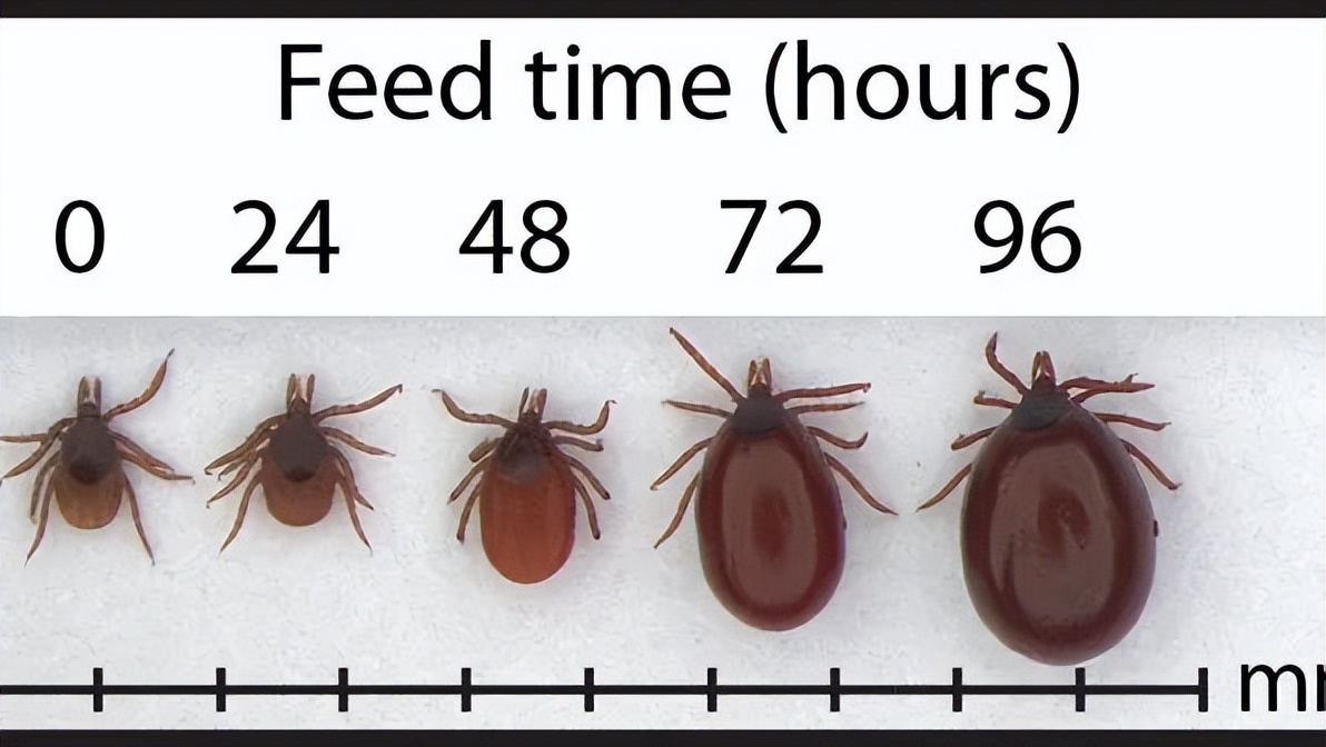 夏日带孩子户外活动当心这种虫,暑期带娃小心毒虫