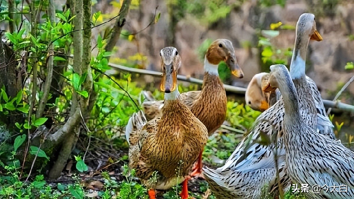 徽菜才是天下第一,徽菜轻度腐败