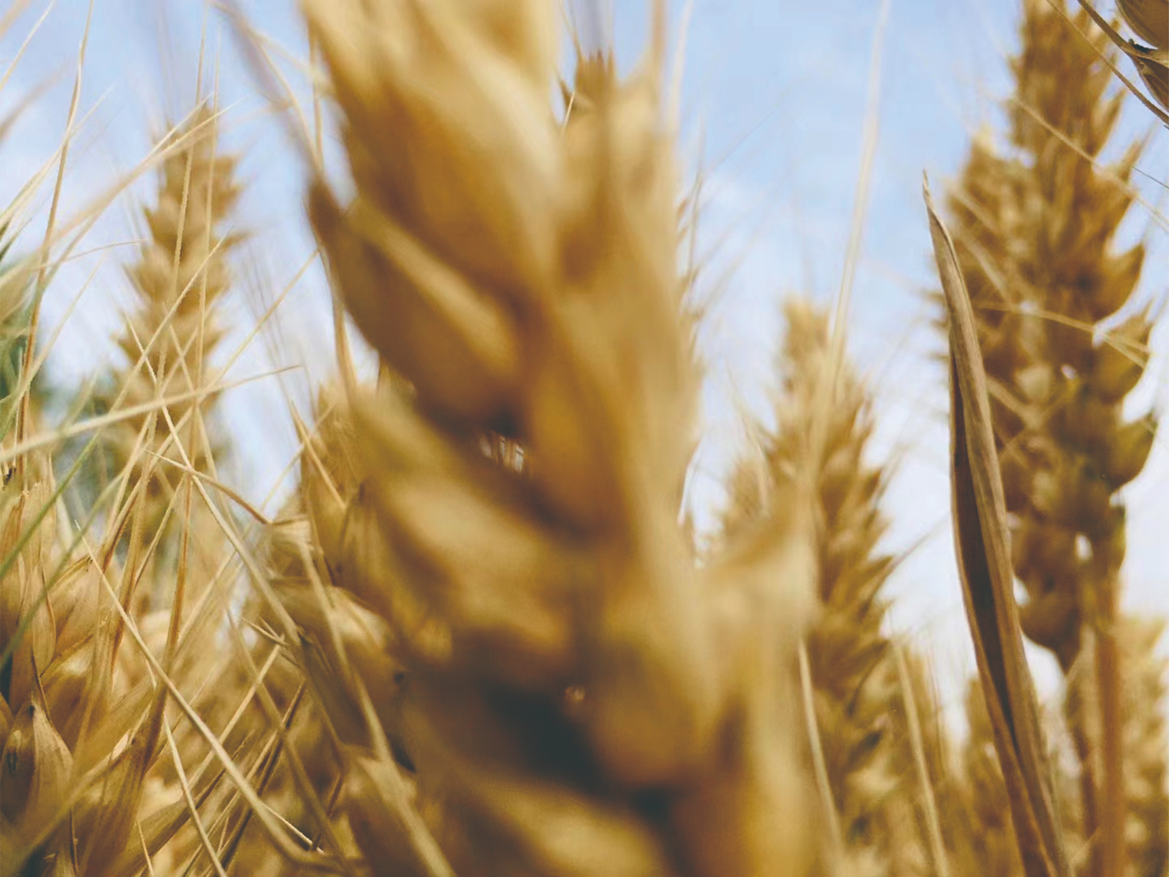 大泽乡起义是真的吗,大泽乡起义为什么会爆发