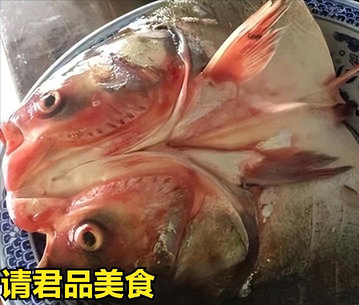 红烧鱼头豆腐汤经典做法,苏菜豆腐汤做法