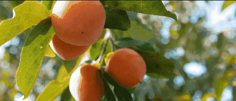 柿子和海鲜会中毒吗,柿子与海鲜同时食用会导致中毒吗