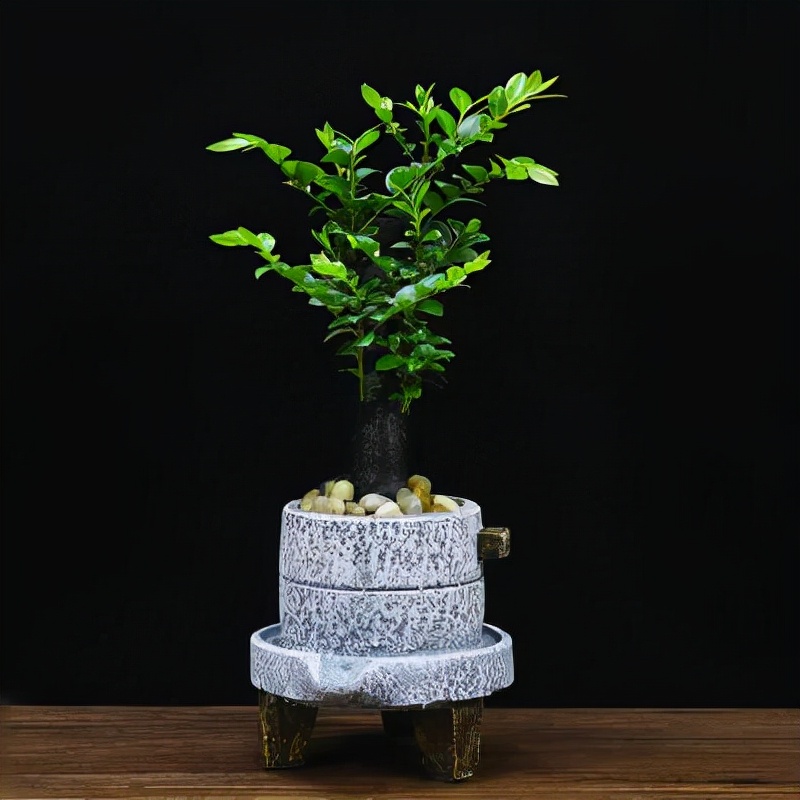 小叶紫檀盆景放客厅好吗,黄杨与小叶紫檀哪个值得客厅里养