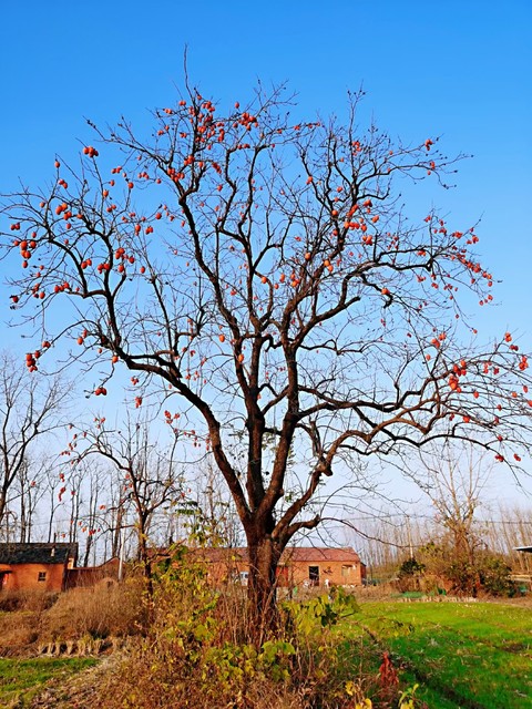 乡土散文:村庄的树