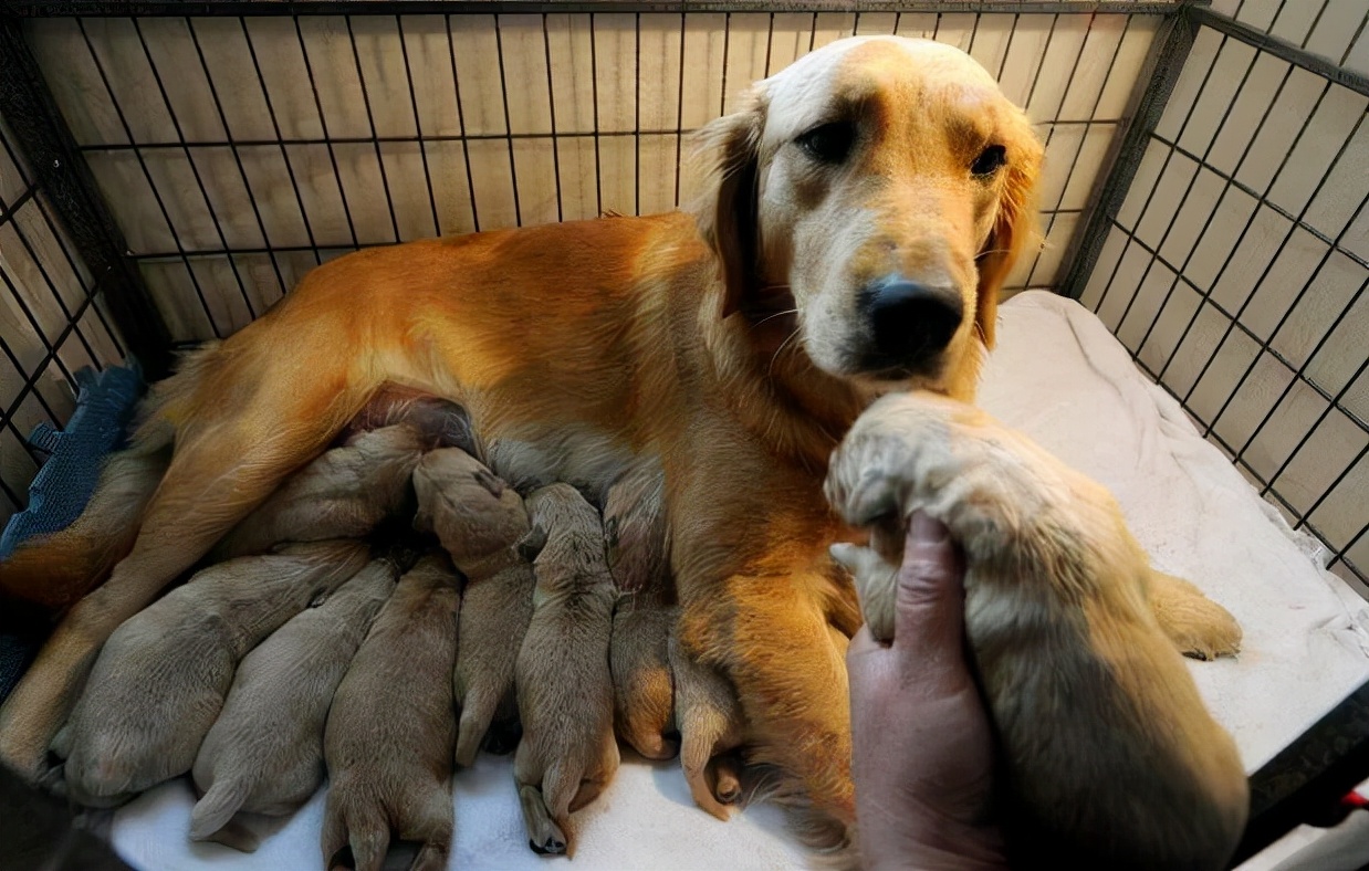 养狗多年才明白，母狗把狗崽“叼给”你，并非因为信任你