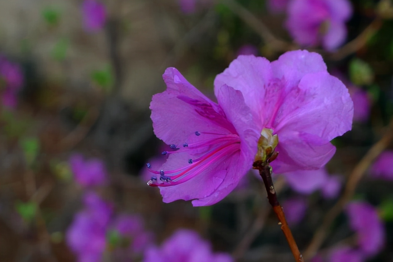 无叶开花的植物有哪些,有花无叶的植物