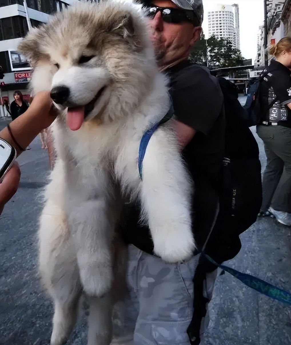 普通家庭不建议养这几种狗,不管养什么狗都要记住这7条忠告