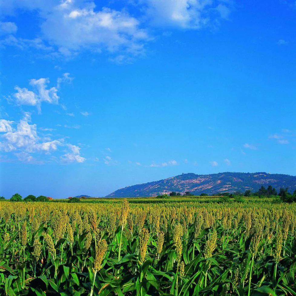 金门高粱酒是哪个地方,金门高粱酒是真正的粮食酒吗