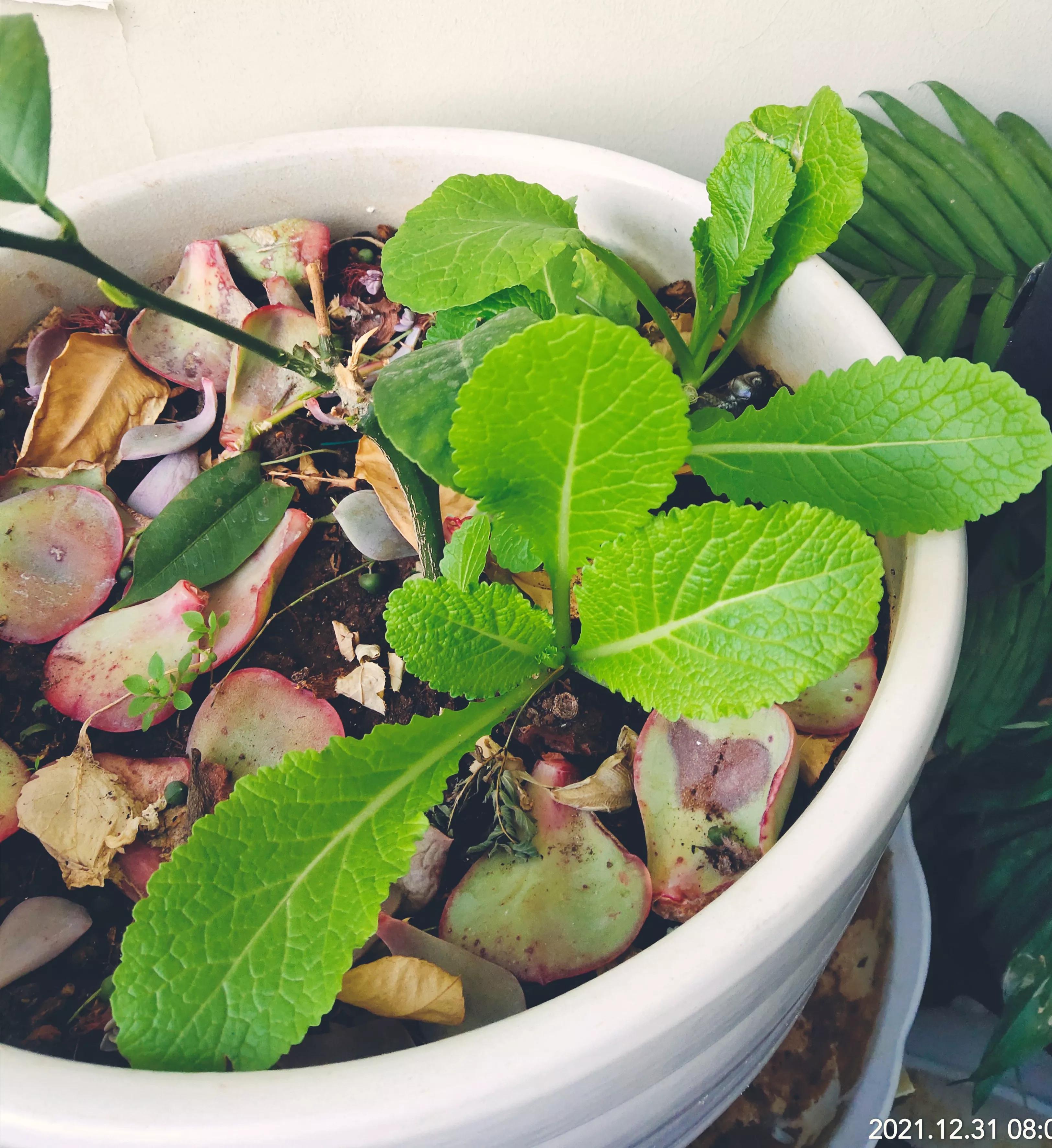 花盆种植蔬菜品种大全,花盆种植蔬菜长得很细