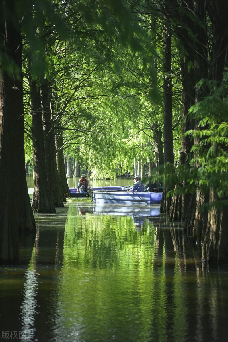 上海踏青2022,上海踏青最佳景点2021