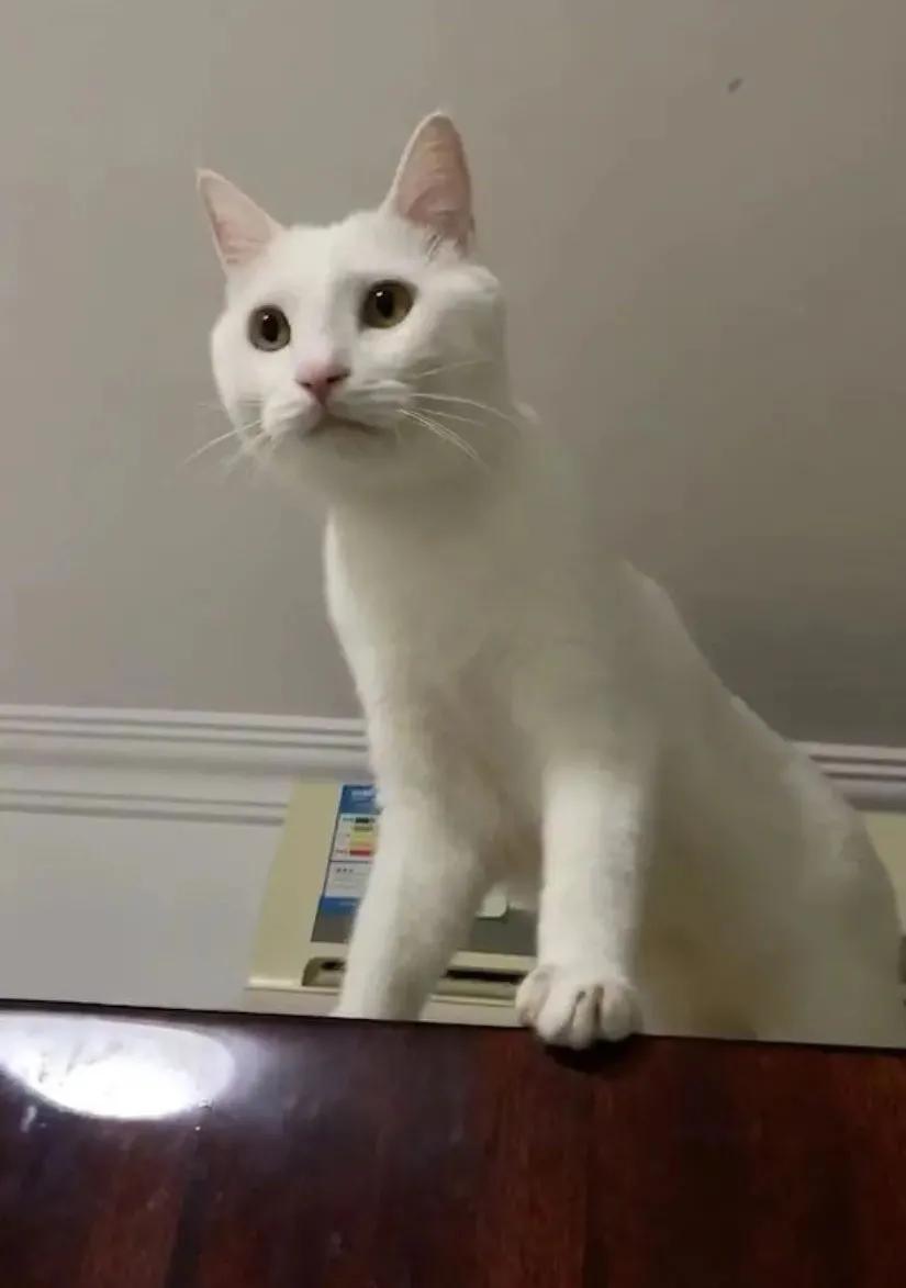 猫咪被我打的腿瘸了怎么办,猫咪跑跳都没事但走路腿瘸