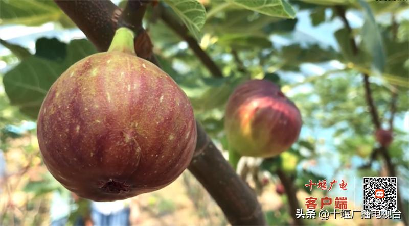 十堰郧阳翻山堰无花果采摘,翻山堰村无花果