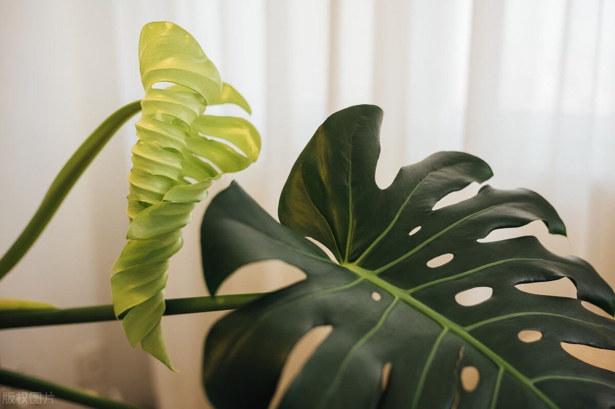 新家除味除甲醛绿植大全,家庭养的绿植怎么除甲醛