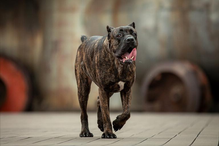 为什么养“卡斯罗”的人越来越多，网友：养了就不想换狗了