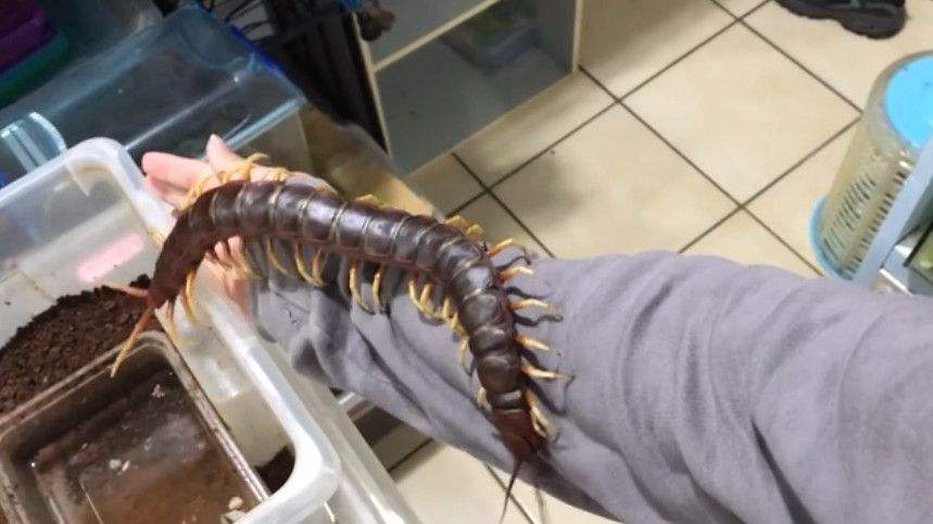 世界上最大的蜈蚣是哪几种,世界上最大的蜈蚣你绝对没见过