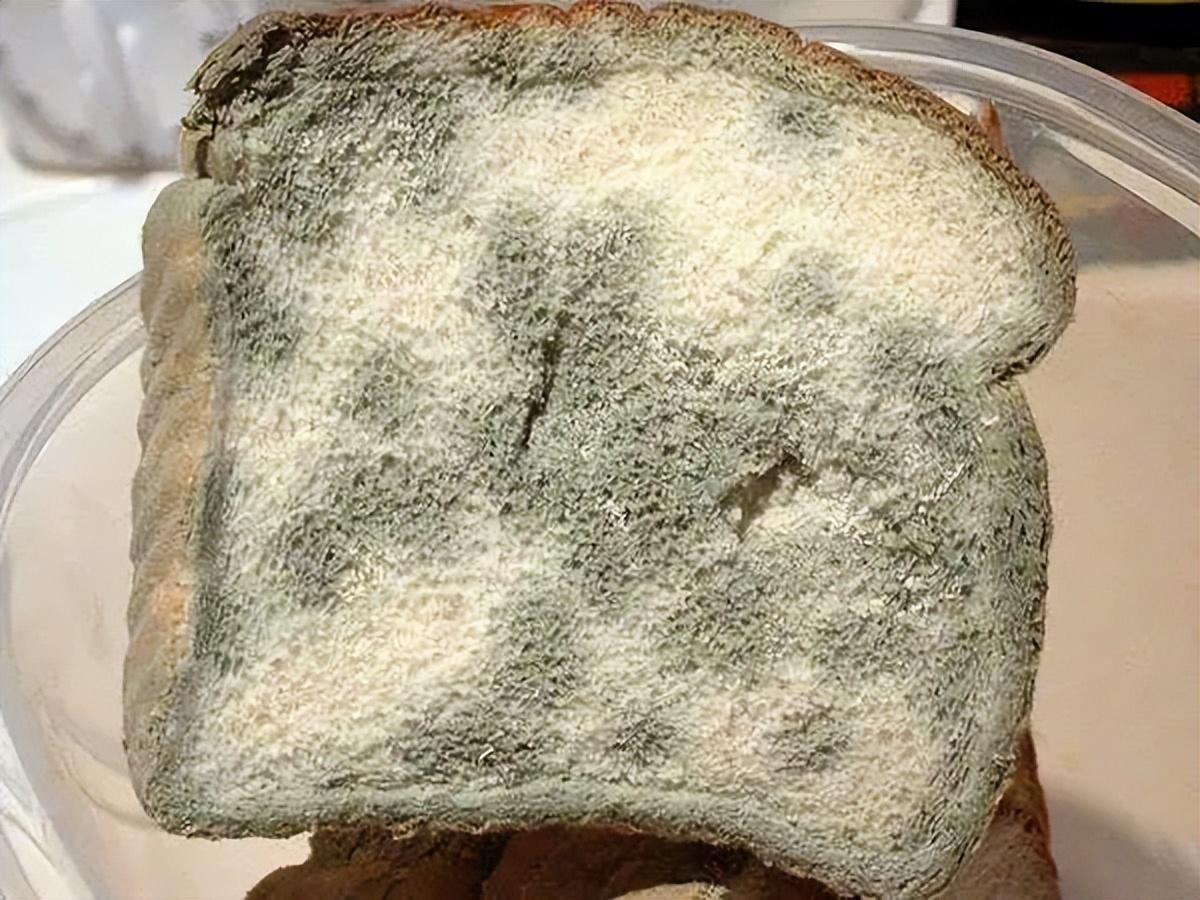 野生蒲公英降血糖,蒲公英是糖尿病的克星吗