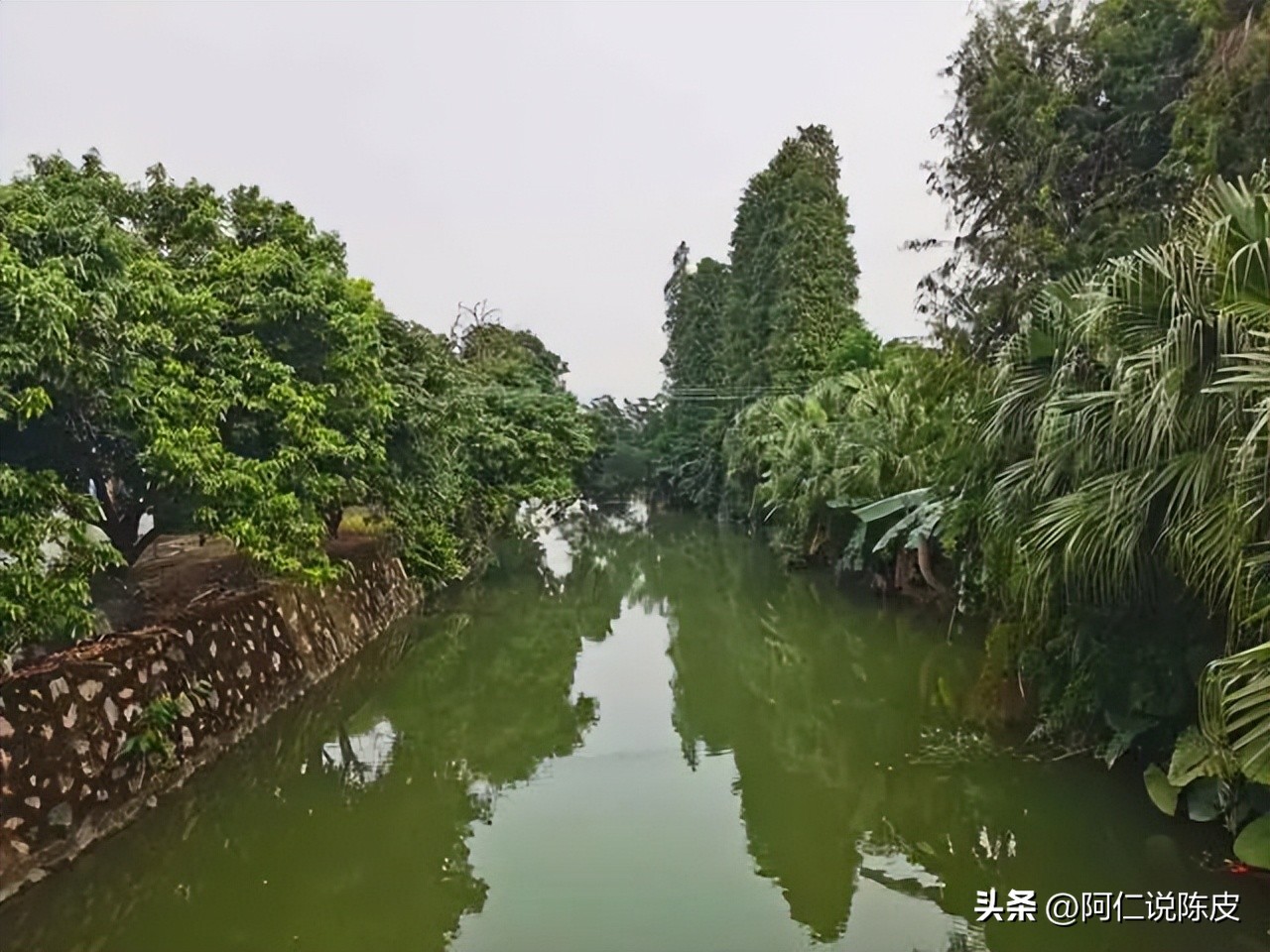 阿仁陈皮,阿仁谈陈皮