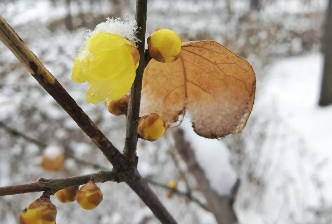 小寒今日至,今日小寒且到普洱尽享暖阳