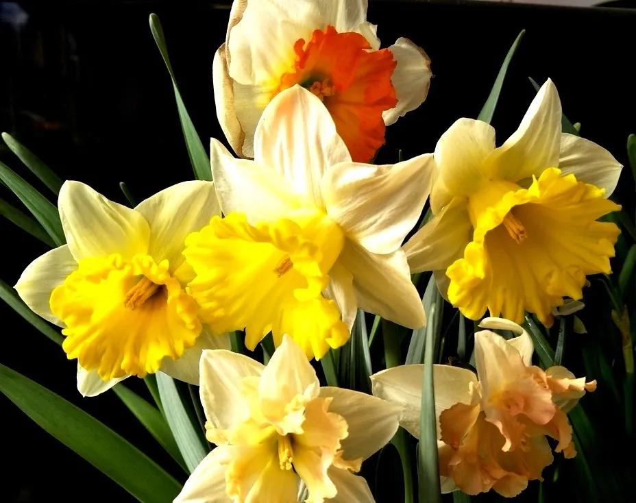 古诗词中的水仙花：飘零尘俗客再见水仙花