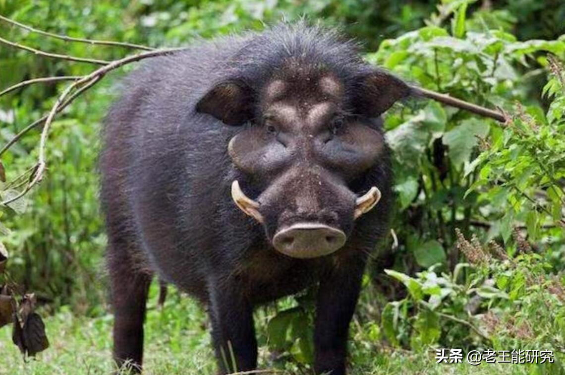 福岛核废水韩国,福岛核废水排放对韩国有影响么