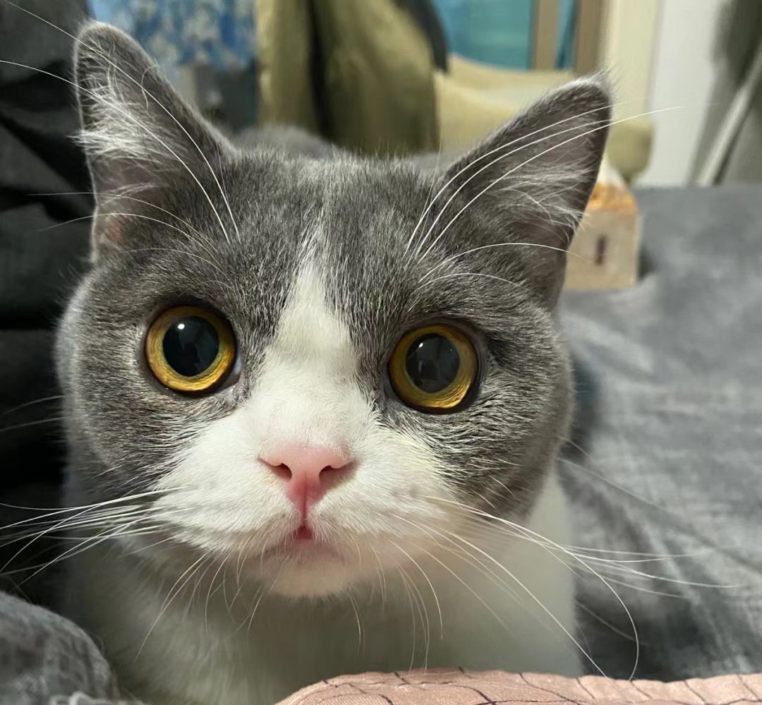 毛毛宠城堡新宠:登登|写给我的小猫咪